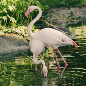 Flamingo Cards APK